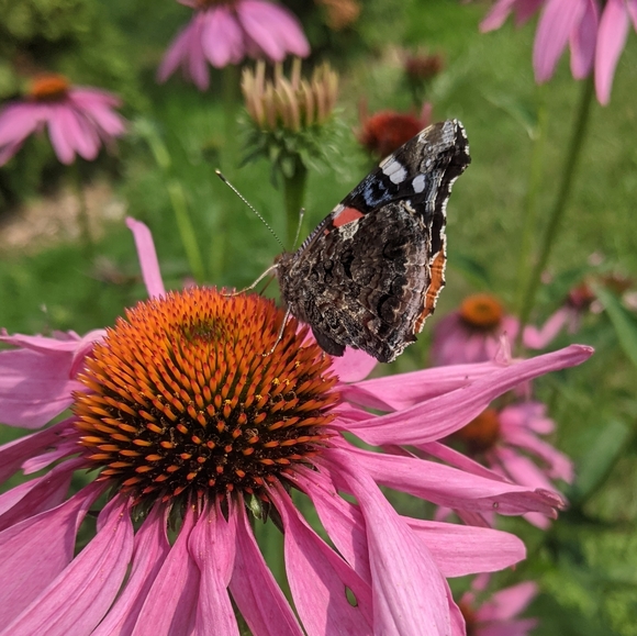 ♥️ - Picture 13 of 14